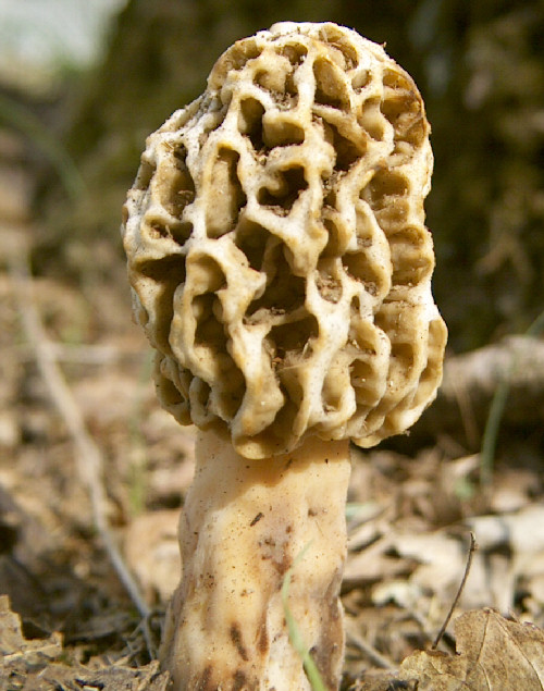 morel 2007-04-05